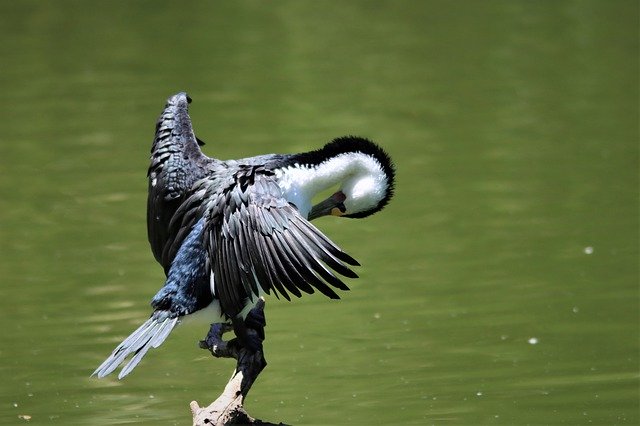 Libreng pag-download ng australian pied cormorant na nagsusuklay ng libreng larawan para i-edit gamit ang GIMP na libreng online na editor ng imahe