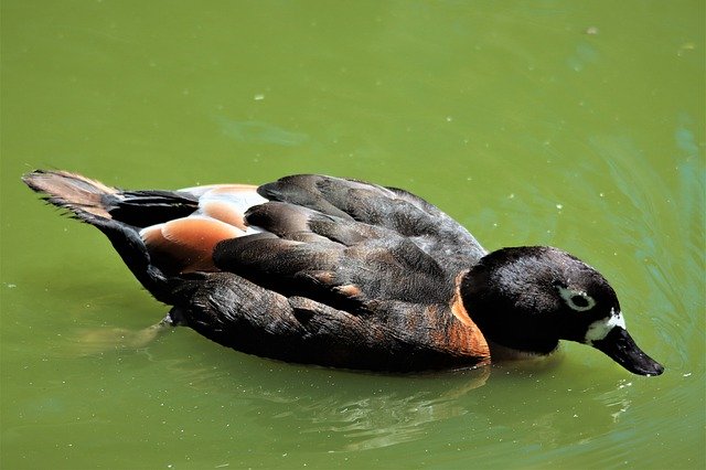 Free download australian shelduck wading water free picture to be edited with GIMP free online image editor