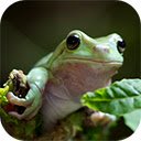australian white tree frog leaves dumpy  screen for extension Chrome web store in OffiDocs Chromium