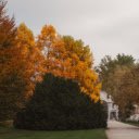 autumn and yellow leaves  screen for extension Chrome web store in OffiDocs Chromium