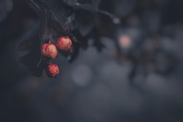 Бесплатно скачать осень осеннее настроение ягоды дерево темное бесплатное изображение для редактирования в GIMP бесплатный онлайн-редактор изображений