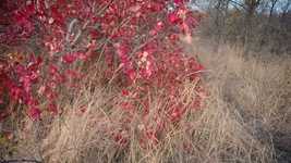 Muat turun percuma Autumn Background Beautiful - video percuma untuk diedit dengan editor video dalam talian OpenShot