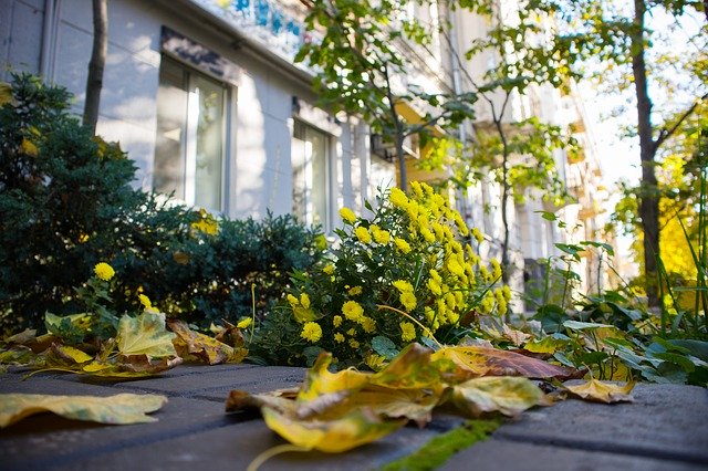 Téléchargement gratuit de la fleur d'automne jaune - photo ou image gratuite à éditer avec l'éditeur d'images en ligne GIMP