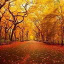Autumn in New York 1366 X 768  screen for extension Chrome web store in OffiDocs Chromium