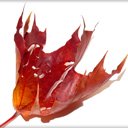 Bezpłatne pobieranie Jesienny liść - bezpłatne zdjęcie lub obraz do edycji za pomocą internetowego edytora obrazów GIMP