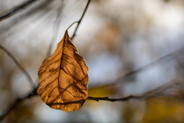 Free download autumn leaf branch dried tree free picture to be edited with GIMP free online image editor