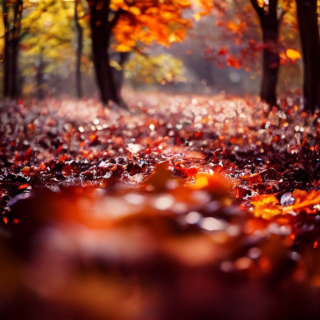 Free download autumn leaf leaves fall nature free picture to be edited with GIMP free online image editor