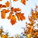 Autumn Leaves  screen for extension Chrome web store in OffiDocs Chromium