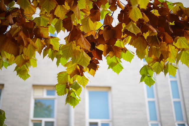 Free download autumn leaves autumn leaves nature free picture to be edited with GIMP free online image editor