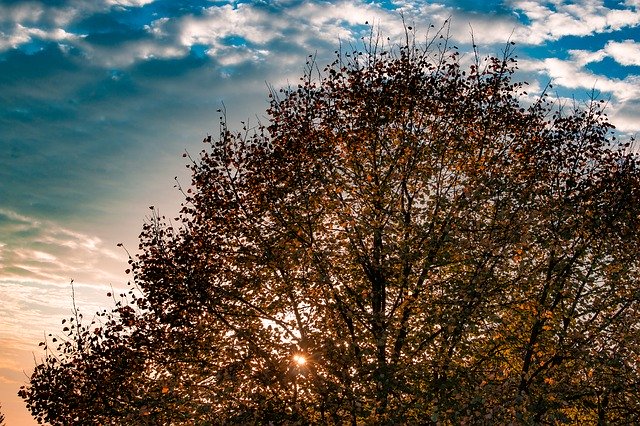 Sonbahar Yaprakları Yaprak Döken Ağaç Sonbaharını ücretsiz indirin - GIMP çevrimiçi resim düzenleyici ile düzenlenecek ücretsiz fotoğraf veya resim