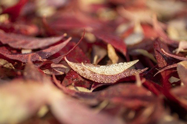 Free download autumn leaves fall dew drops free picture to be edited with GIMP free online image editor