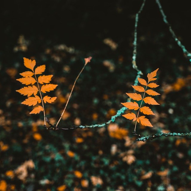 Free download autumn leaves nature forest flower free picture to be edited with GIMP free online image editor
