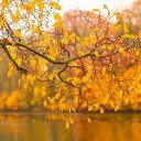 Free download Autumn Leaves Yellow -  free photo or picture to be edited with GIMP online image editor