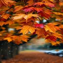 Autumn maple leaf wallpaper  screen for extension Chrome web store in OffiDocs Chromium