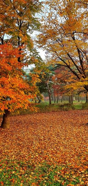 Scarica gratis l'immagine gratuita della stagione autunnale degli alberi della natura autunnale da modificare con l'editor di immagini online gratuito di GIMP