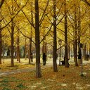 Autumn Park  screen for extension Chrome web store in OffiDocs Chromium