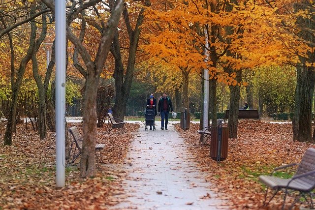 Free download autumn park nature season trees free picture to be edited with GIMP free online image editor