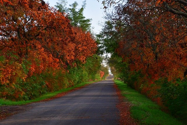 Free download autumn road street pavement free picture to be edited with GIMP free online image editor