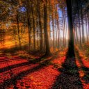 Autumn Sunbeams  screen for extension Chrome web store in OffiDocs Chromium