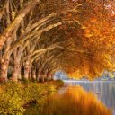 Autumn trees change into new clothes  screen for extension Chrome web store in OffiDocs Chromium