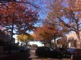 Free download Autumn trees on 35th Avenue free photo or picture to be edited with GIMP online image editor