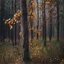 Autumn Tree Stump Interface at Webcric  screen for extension Chrome web store in OffiDocs Chromium