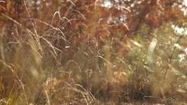 Unduh gratis Autumn Wind Grass - video gratis untuk diedit dengan editor video online OpenShot