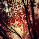 หน้าจอ Autumn Wood Forest สำหรับส่วนขยาย Chrome เว็บสโตร์ใน OffiDocs Chromium