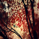 Autumn Wood Forest  screen for extension Chrome web store in OffiDocs Chromium
