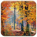 Autumn Woods  screen for extension Chrome web store in OffiDocs Chromium