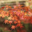 Autumn yellow leaves  screen for extension Chrome web store in OffiDocs Chromium
