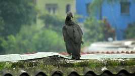 Безкоштовне завантаження Ave Bird Gallinazo - безкоштовне відео для редагування в онлайн-редакторі відео OpenShot