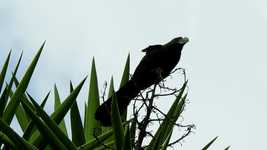 ດາວ​ໂຫຼດ​ວິ​ດີ​ໂອ Ave Bird Garrapatero ຟຣີ​ທີ່​ຈະ​ໄດ້​ຮັບ​ການ​ແກ້​ໄຂ​ດ້ວຍ OpenShot ອອນ​ໄລ​ນ​໌​ບັນ​ນາ​ທິ​ການ​ວິ​ດີ​ໂອ​