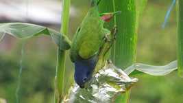Free download Ave Nature Parrot -  free video to be edited with OpenShot online video editor