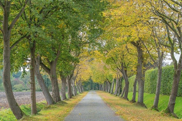 Descarga gratis avenida camino árboles camino naturaleza imagen gratis para editar con el editor de imágenes en línea gratuito GIMP