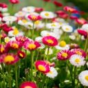 A Vibrant Carpet of Bellis perennis  screen for extension Chrome web store in OffiDocs Chromium