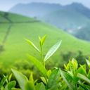 A Vibrant Display of Camellia sinensis  screen for extension Chrome web store in OffiDocs Chromium