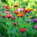 A Vibrant Zinnia Meadow  screen for extension Chrome web store in OffiDocs Chromium