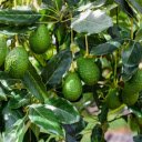 Avocado Tree  screen for extension Chrome web store in OffiDocs Chromium