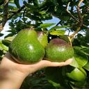 avocado wallpaper  screen for extension Chrome web store in OffiDocs Chromium