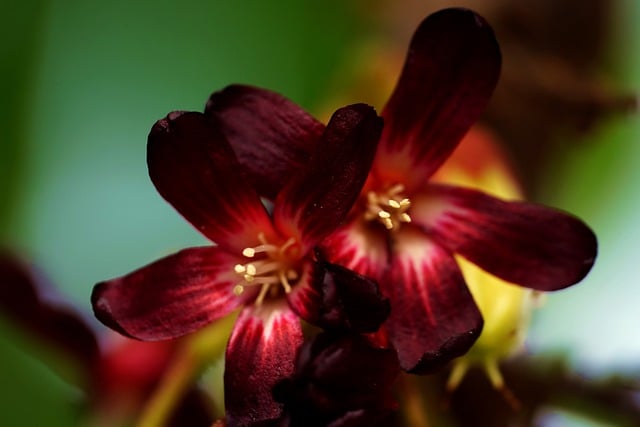 Unduh gratis gambar gratis flora bunga avverhoa billimbi untuk diedit dengan editor gambar online gratis GIMP