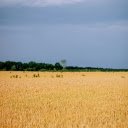 A Wheat Field under a Blue Sky  screen for extension Chrome web store in OffiDocs Chromium