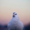A white bird sitting on a fence  screen for extension Chrome web store in OffiDocs Chromium