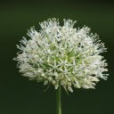 A white flower  screen for extension Chrome web store in OffiDocs Chromium