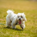 A White Shih Tzu Dog Walking on the Grass  screen for extension Chrome web store in OffiDocs Chromium
