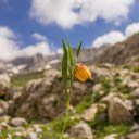 A Yellow Fritillaria Flower  screen for extension Chrome web store in OffiDocs Chromium