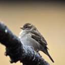 A young bird perches on a branch  screen for extension Chrome web store in OffiDocs Chromium