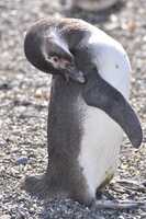 Free download A Young Magellanic Penguin free photo or picture to be edited with GIMP online image editor