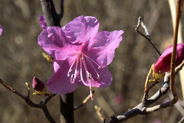 Скачать бесплатно цветок азалии азалия весенний цветок бесплатное изображение для редактирования с помощью бесплатного онлайн-редактора изображений GIMP