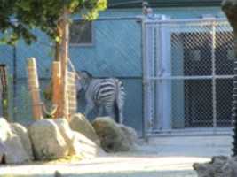 Free download A Zebra at the Roger Williams Zoo free photo or picture to be edited with GIMP online image editor